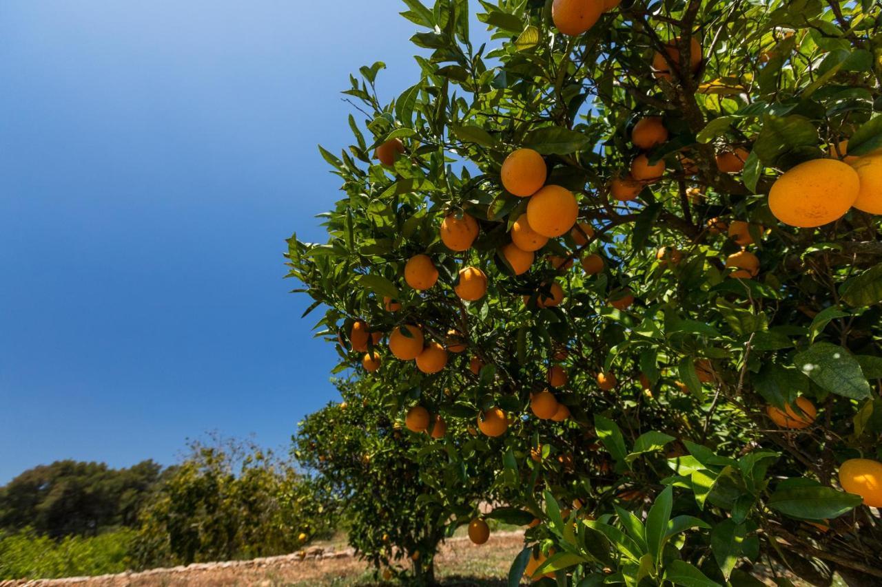 Agroturisme Can Planells Sant Miquel de Balansat Eksteriør billede