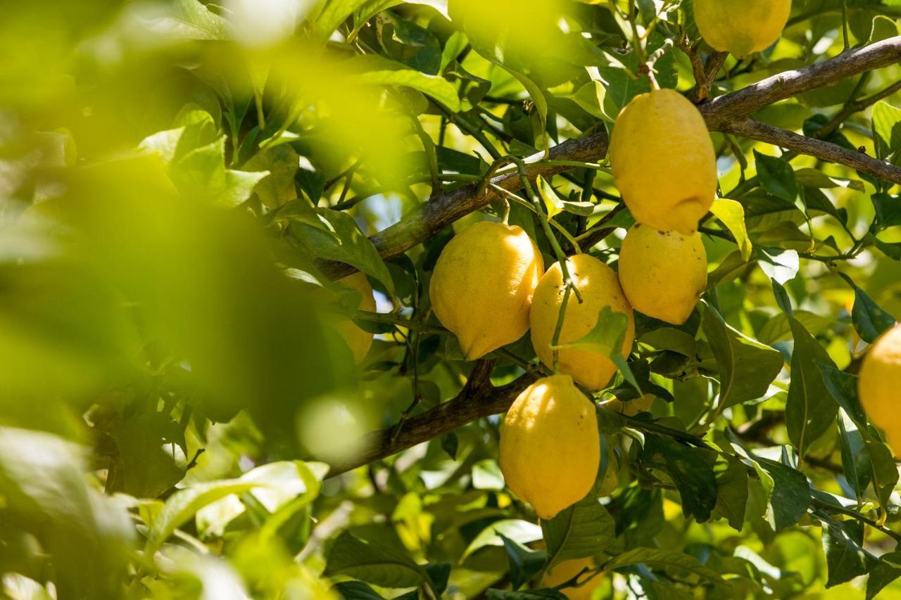 Agroturisme Can Planells Sant Miquel de Balansat Eksteriør billede